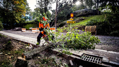 arbetare sågar ett träd som stormen aila fällt