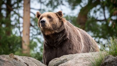 En brunbjörn ser sig omkring bland stenar och träd.