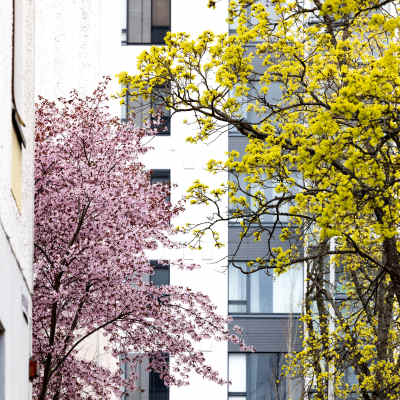 Ett körsbärsträd blommar mellan två höghus. Intill växer ett annat träd med gröna blad.