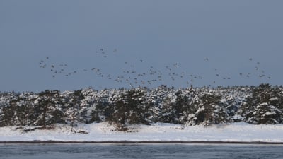 Långörens naturskyddsområde i Hangö