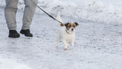 Hund på isig väg.