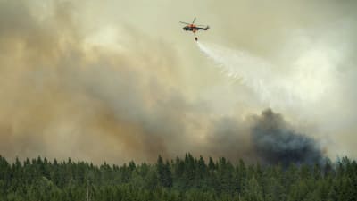Släckningsarbete över Gammelby där en stor skogsbrand härjar.