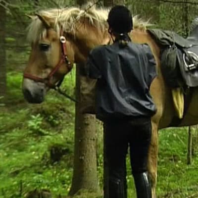 Häst i skog, Yle 1993
