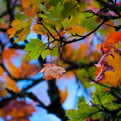Färgglada lönnlöv på hösten