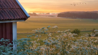 Solnedgång över en sommaräng med blommor och knuten på en röd stuga.