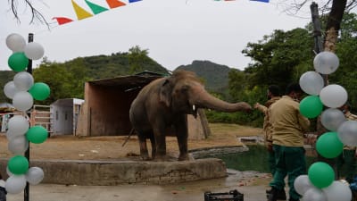 Avskedsceremoni för Kaavan på Marghazar Zoo i Islamabad, Pakistan 23.11.2020,  före avfärden till Kambodja 