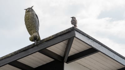 Konstgjord uggla på ett hustak med en kråka bredvid sig. 