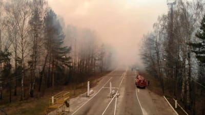 Skogsbränder nära tjernobyl