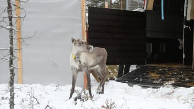 Metsäpeura Lauhanvuoren puistossa