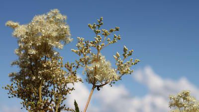 En vit blomma i närbild mot blå himmel.