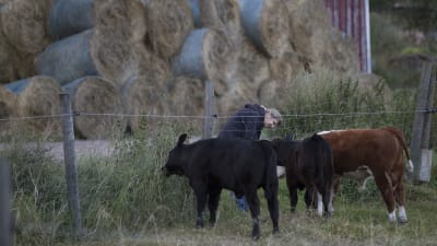 nainen syöttää lehmille ruohoa aidan raosta