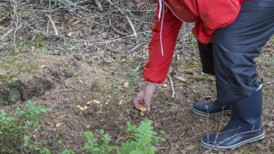 Lena Puranen plockar svamp i skogen