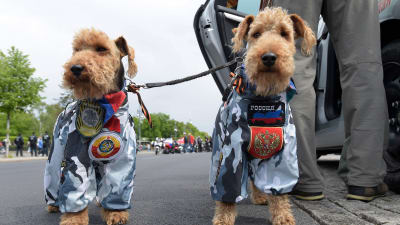 Två hundar i ryska kamouflagedräkter i Berlin den 9 maj, Segerdagen.
