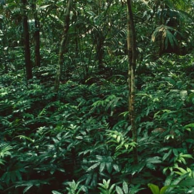 Tiivistä saniaiskasvustoa Amazonian viidakossa.