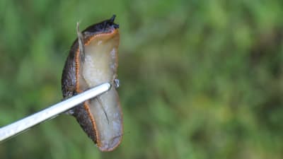 snigel med ljus undersida