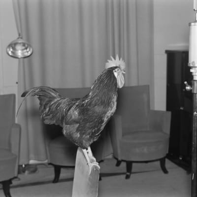 Tupp som gal i Rundradion, Yle 1930