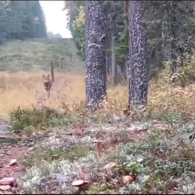 Video from the North Karelia Border Guard shows an encounter with a wolf. 
