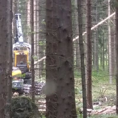 Metsäkone puunkorjuussa kuusikossa. 