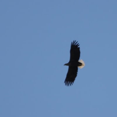 flygande havsörn