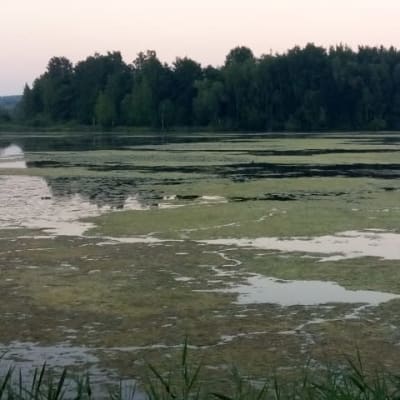 Tampereen Iidesjärven pinnalla kelluu vihertäviä levälauttoja, jotka eivät kuitenkaan ole sinilevää, vaan kertovat puhdistumisesta. 