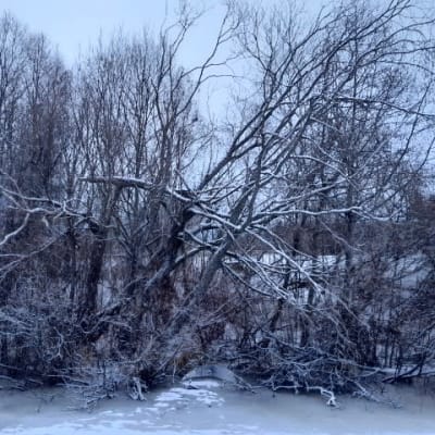 Lehtipuita jäätyneen järven rannalla, lumen ja huurteen peitossa.