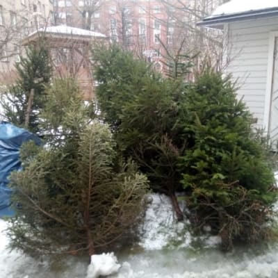 Tehtävänsä tehneitä joulukuusia tamperelaisen kerrostalon sisäpihalla.
