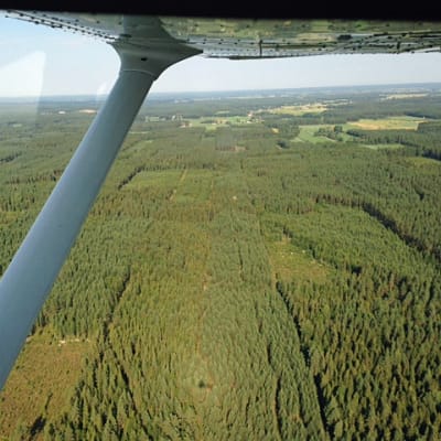 Kuvassa metsää lentokoneesta kuvattuna. 