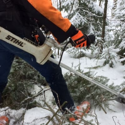 Metsää raivataan.