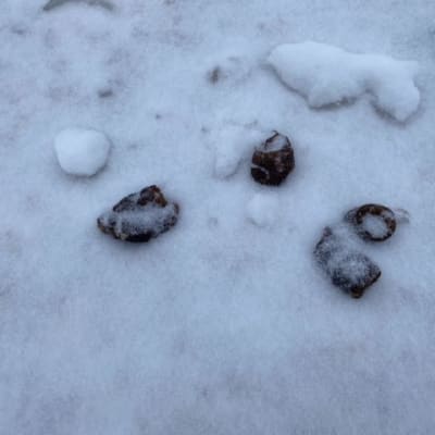 Koirankakkaa lumisessa maassa