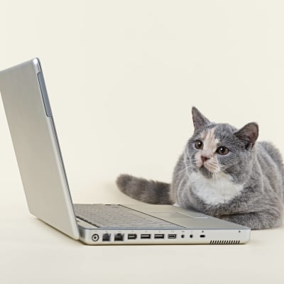 katt vid dator