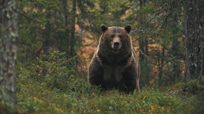 Karhu metsässä.