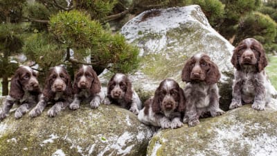 Flera brunspräckliga cocker spaniel-valpar sitter i rad på några stenar.
