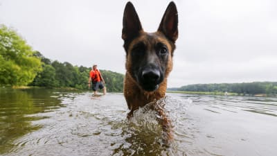 Hund tränas för räddningsuppgifter