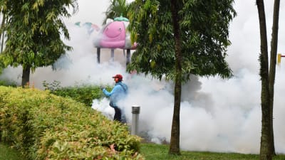 Insektgift sprutas ut i alla bostadsområden för att ta kål på myggorna vars bett orsakar den farliga denguefebern.