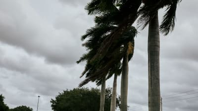 Palmträd i vinden.