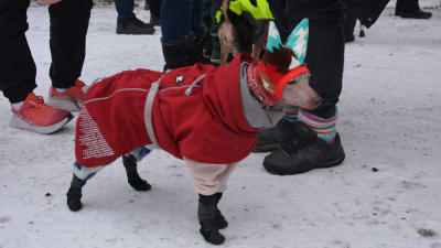 Doli, en peruansk nakenhund, har en röd kappa och turkosvita öronskydd, en vinterdag med snö på marken.
