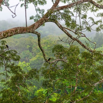 En trädgren hänger i Amazonas regnskog i förgrunden. I bakgrunden syns mer regnskog.