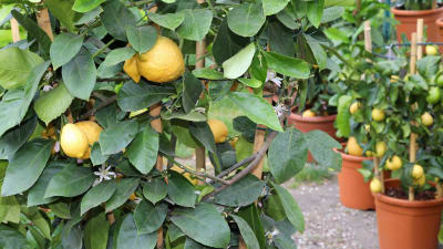 Citrusträd i krukor
