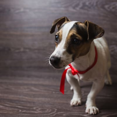 Hund med röd rosett.