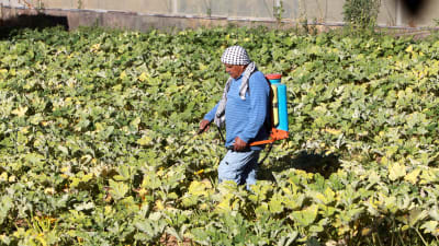 Palestinsk bonde vattnar sin odling i Hebron på Västbanken