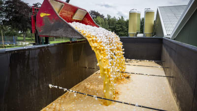 Kontaminerade ägg hälls ner i en container på en nederländsk hönsfarm i Onstwedde den 3 augusti.