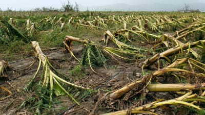Plantor som förstörts av orkanen Maria.