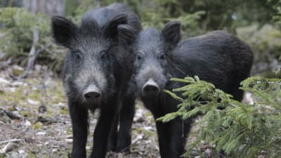 Två svarta vildsvin som ser in i kameran.