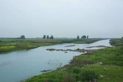 tigris