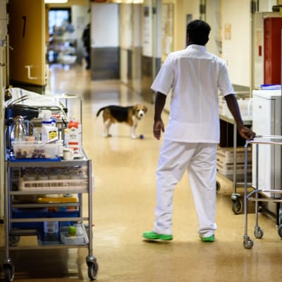 Skötare i sjukhuskorridor med besökande hund.