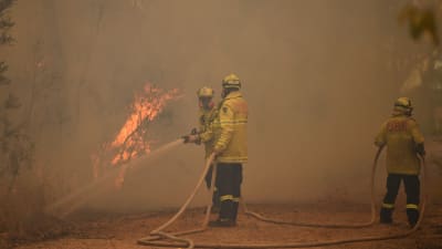 Brandmän släcker skogsbränder i New South Wales, Australien.