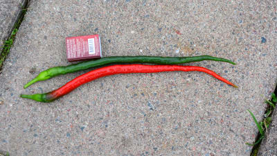 Finlands längsta chili är 29,3 cm lång.