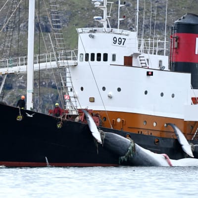 Kalastusalus raahaa kahta valasta Islannissa.