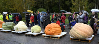 Fem gigantiska pumpo på rad betratkas av en publik.