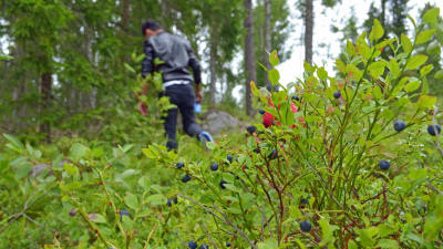 Plocka blåbär i Esboskogarna.
